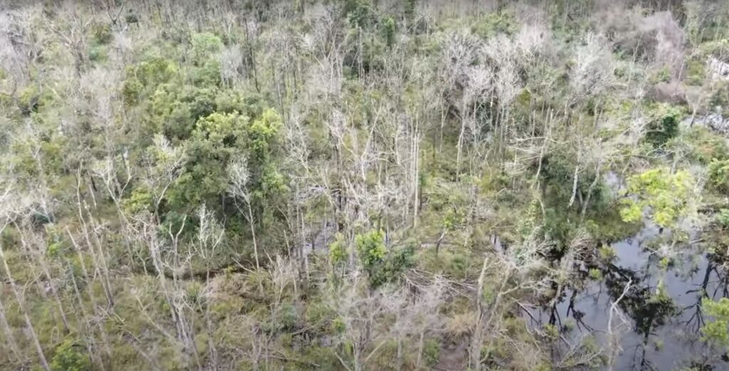 Crime Ambiental Pantanal: A maior multa já Aplicada?